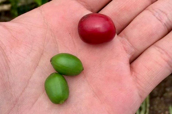 グアテマラボーイのコーヒー農園レポート その3