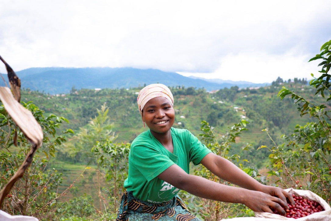 【New!!】Cyato / RWANDA　チャト - Washed -