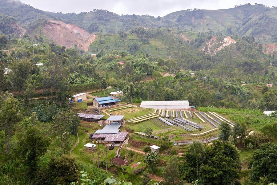 【New!!】Cyato / RWANDA　チャト - Washed -