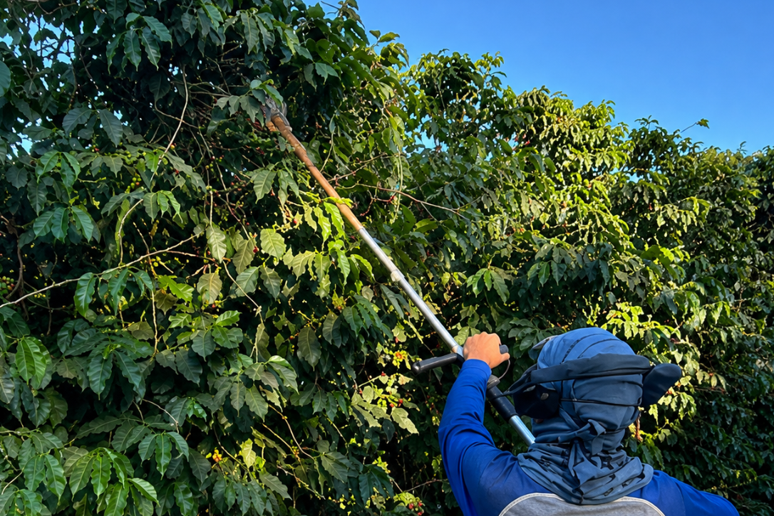 【New!!】Da terra  [Top Of The Tree] / BRAZIL　ダ テーラ トップ オブ ザ ツリー - Natural -