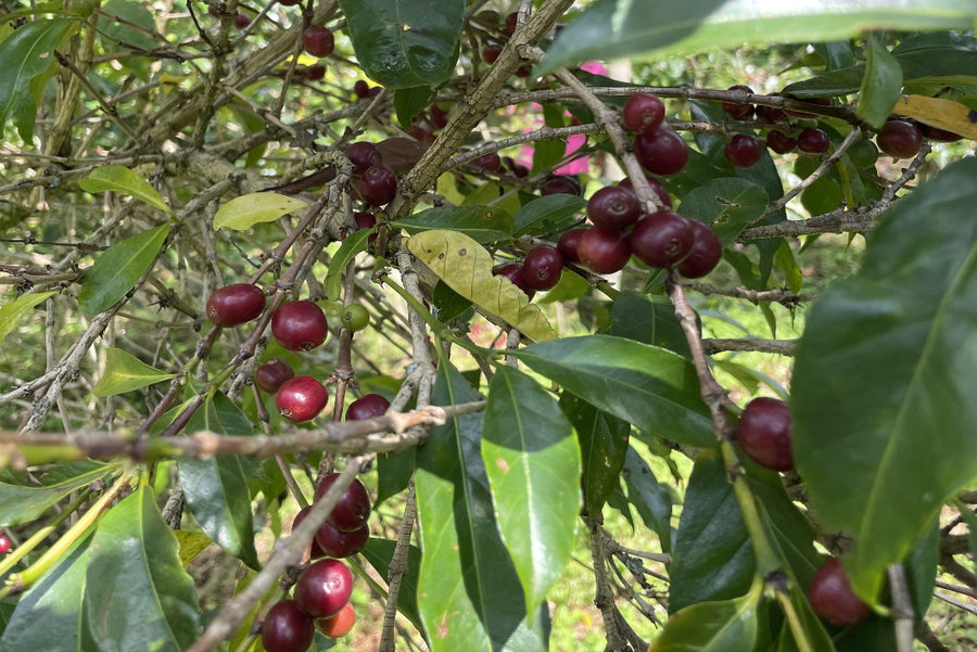 【New!!】Gotiti Reku / ETHIOPIA　ゴティティ レク - Washed -