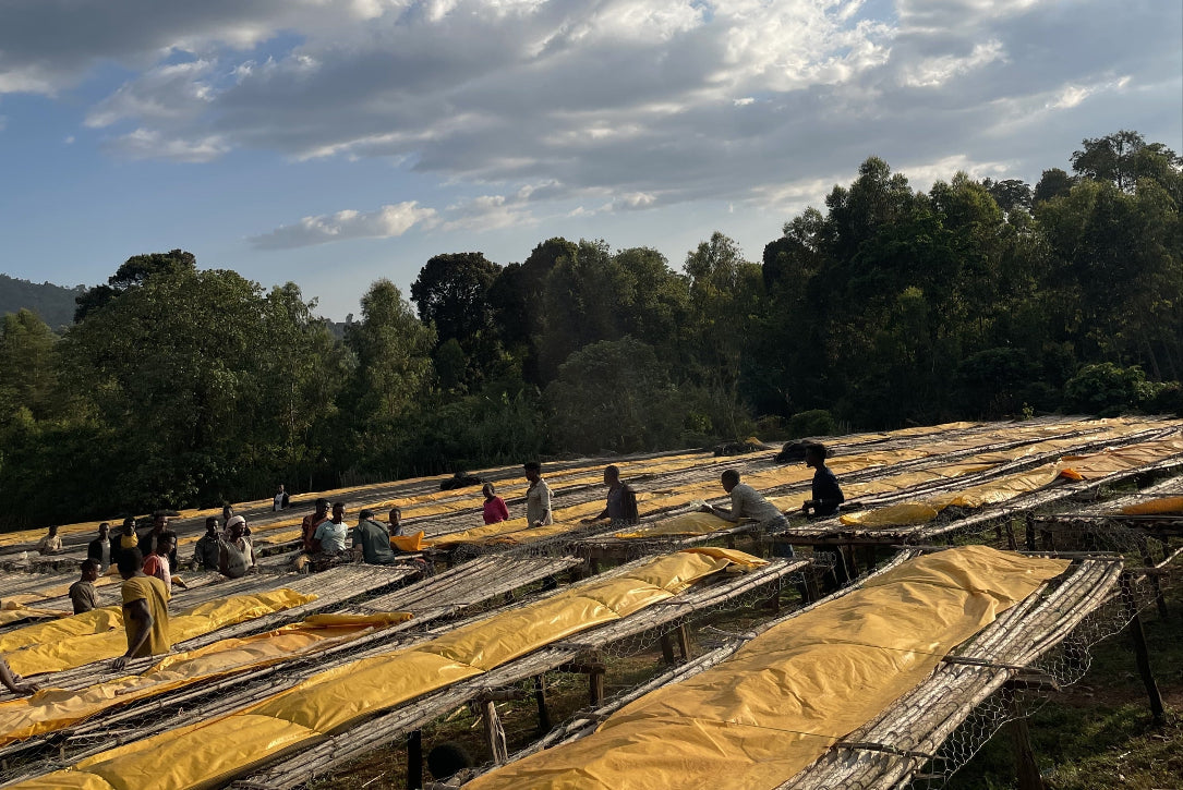 【New!!】Gotiti Reku / ETHIOPIA　ゴティティ レク - Washed -