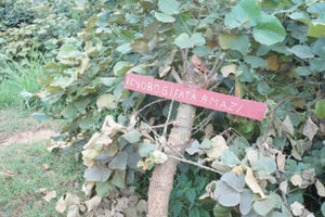 【New!!】Nkara Lot 1004 / RWANDA　ンカラ　 - Washed -