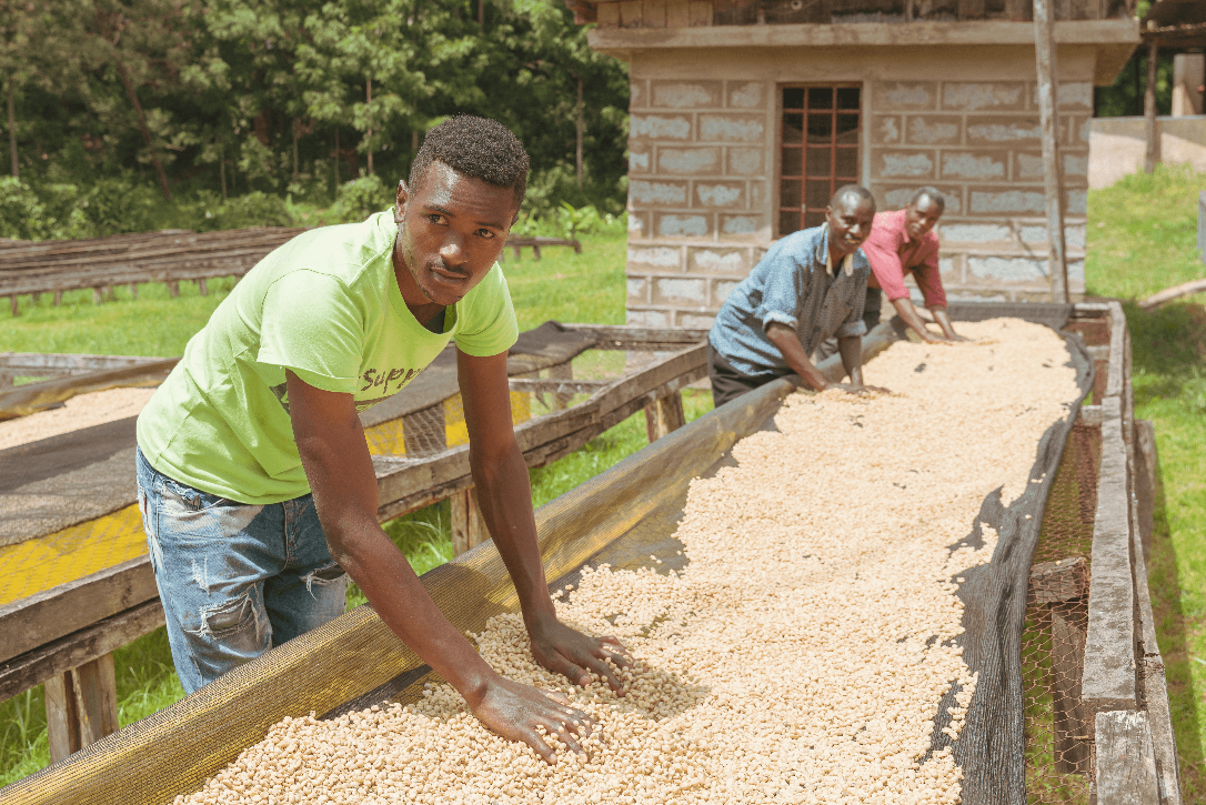 【New!!】Nyeri Hill AA  / KENYA　ニエリ ヒル - Washed -