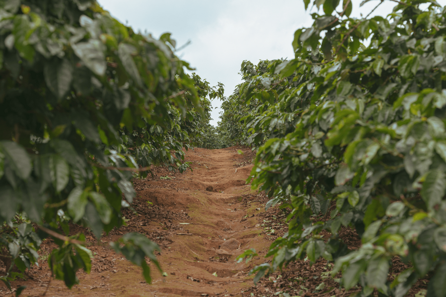 【New!!】Nyeri Hill AA  / KENYA　ニエリ ヒル - Washed -