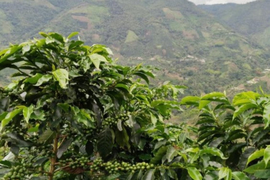 【New!!】Alejandro Males  / COLOMBIA　アレハンドロ マレス - Washed -