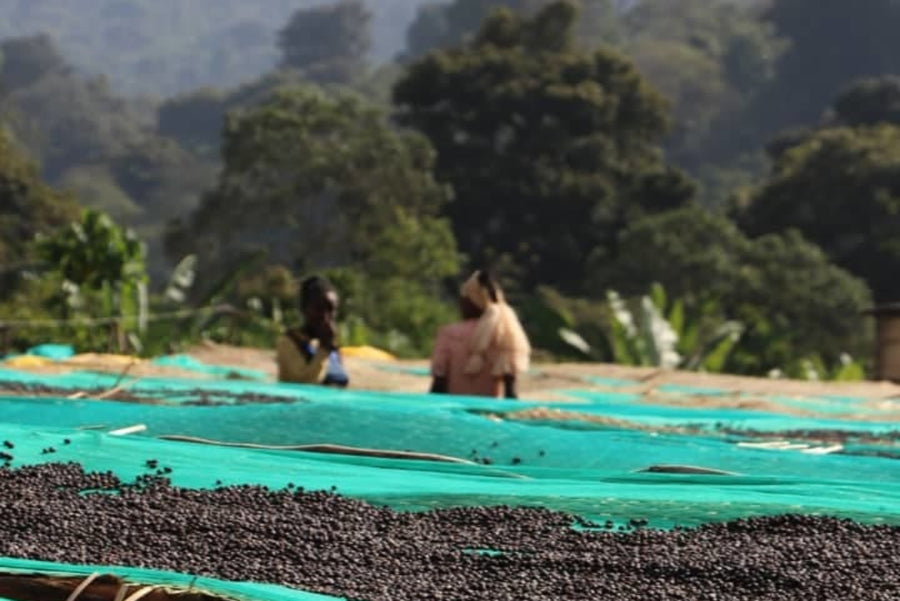 【New!!】Danche / ETHIOPIA　ダンシェ - Washed -