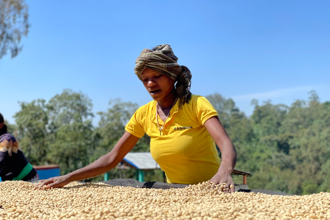 【New!!】Danche / ETHIOPIA　ダンシェ - Washed -