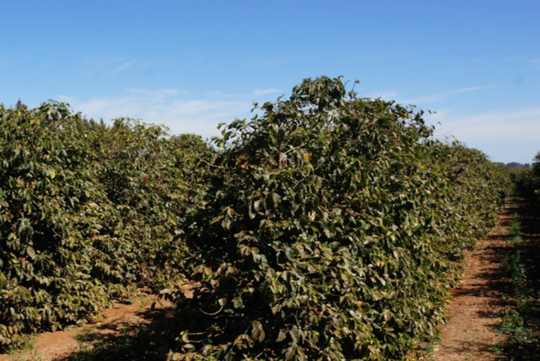 【New!!】Daterra  / BRAZIL　ダテーラ - Natural -