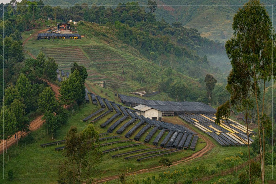 【残りわずか】Gesha Village【Shewa-Jibabu】 / ETHIOPIA　ゲシャビレッジ  - Natural -